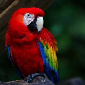 Fotografija Kakav san o papagajci?