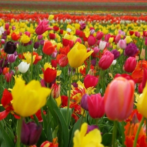 Tulipanes después de la floración - ¿Qué hacer?