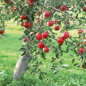 Foto cara menanamkan apel