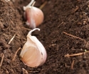 Come mettere l'aglio in autunno in terra aperta