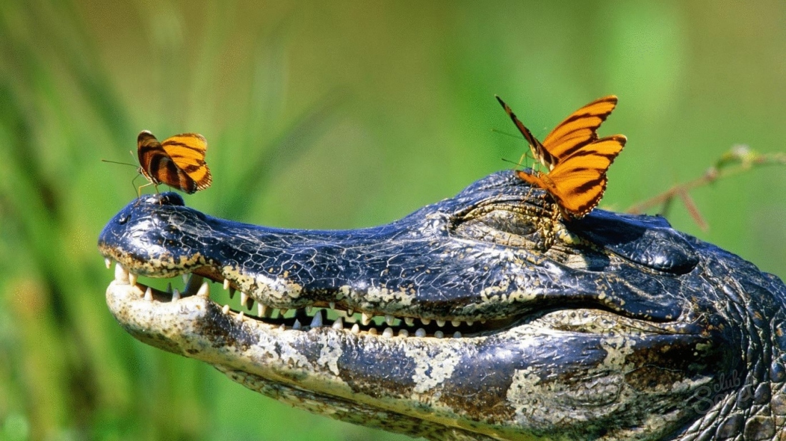 К чему снится крокодил женщине?