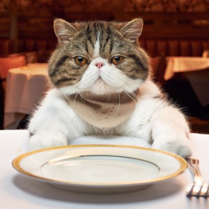 چگونه می توان یک گربه استریل را تغذیه کرد
