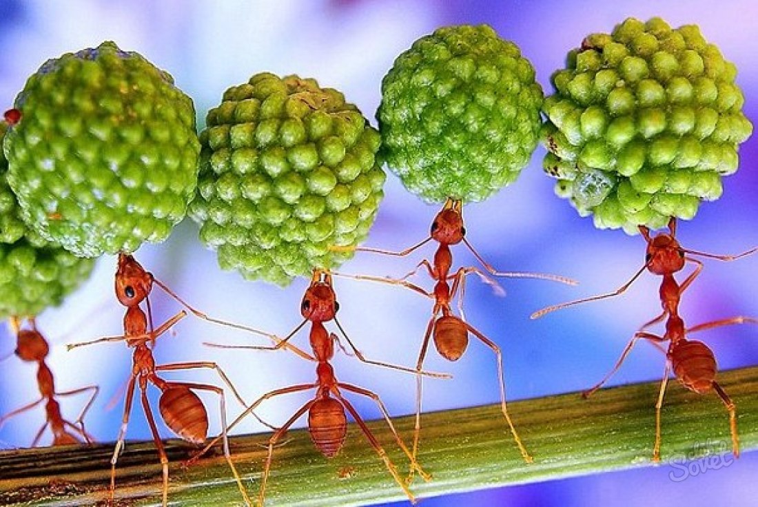 Πώς να απαλλαγείτε από τα σπίτια από τα μυρμήγκια