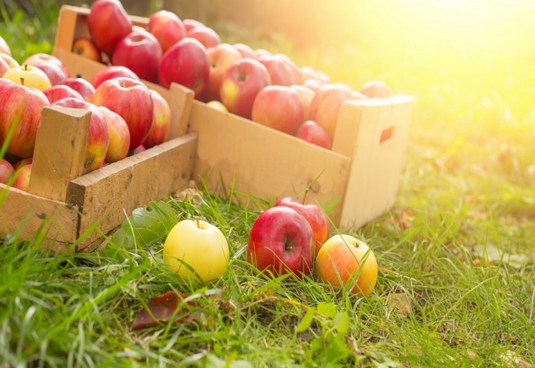 Comment garder les pommes pour l'hiver frais
