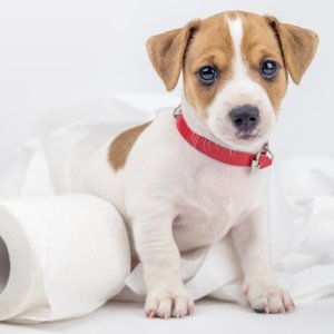 Fotoğraf Tuvalete bir köpek yavrusu nasıl öğretilir?