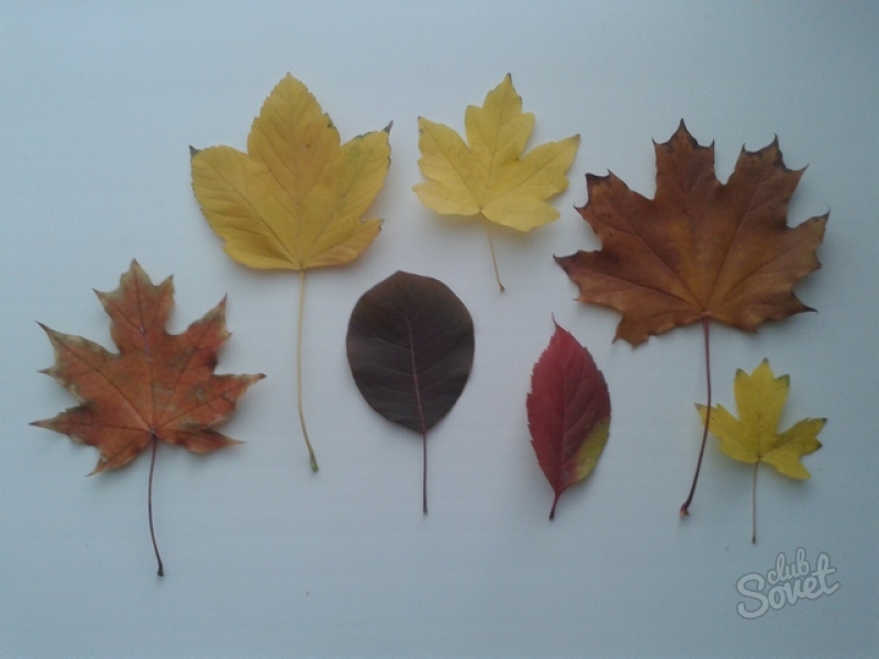 Как Сделать Фото Через Осенний Лист