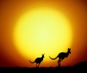 Miért nincsenek jelentős ragadozók Ausztráliában