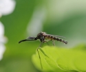 Sivrisineklerden nasıl kurtulur