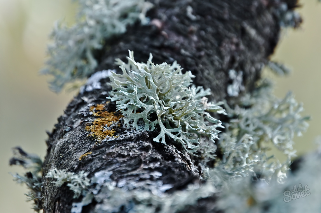 Lichen در درختان چگونه به معامله