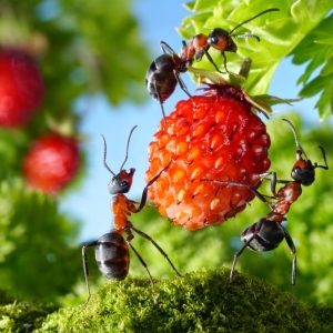 نحوه آوردن مورچه ها از باغ