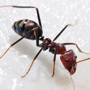 Photo What do ants dream?