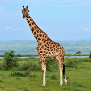 Foto Jak nakreslit žirafa