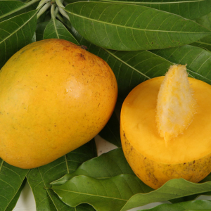 Fotoğraf Nasıl evde kemikten mango büyümeye?