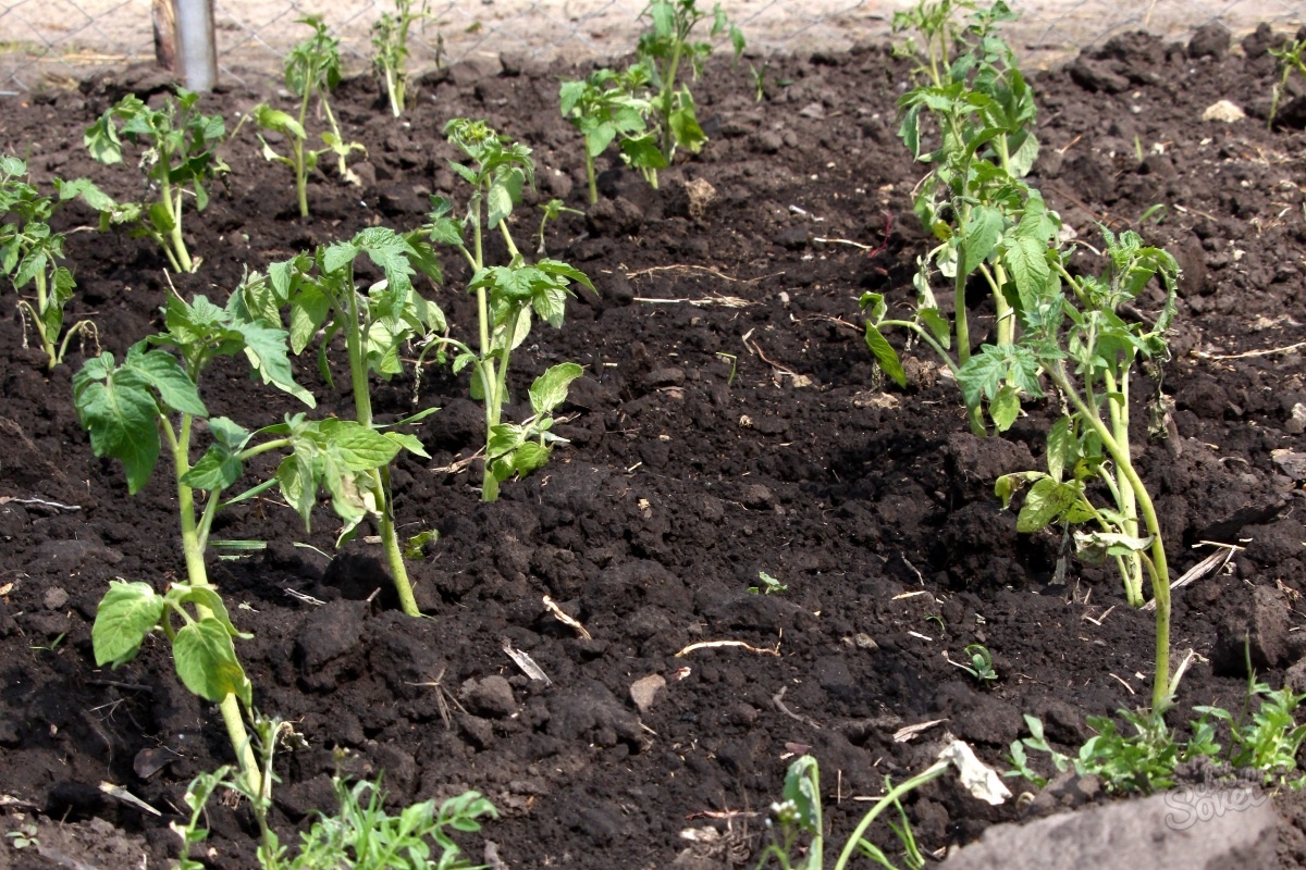 Planter des tomates en terre ouverte