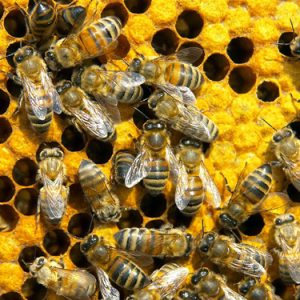 Foto, wie man Rahmen für den Bienenstock macht