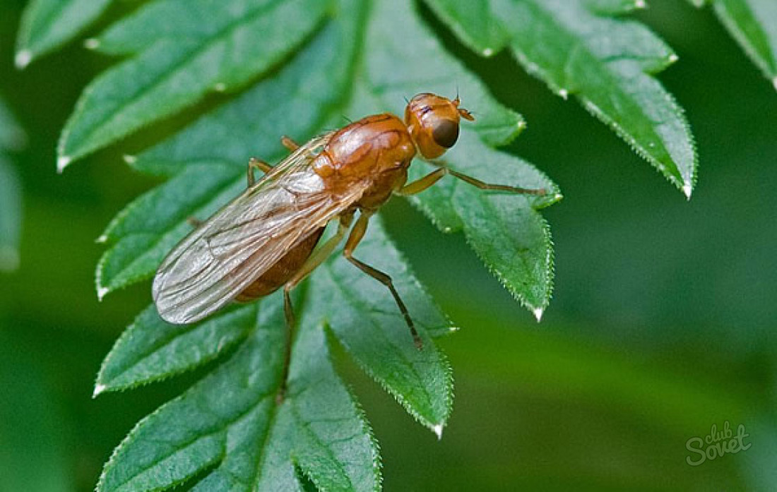 Πώς να απαλλαγείτε από το κρεμμύδι μύγες