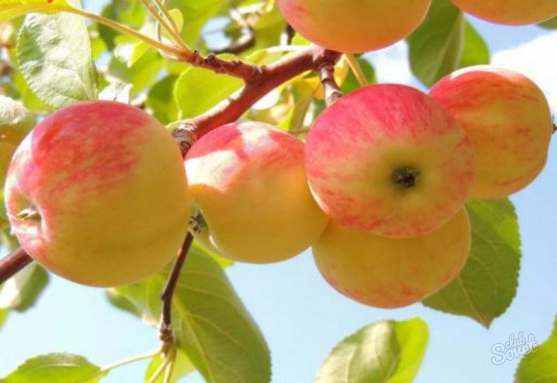 Чем подкормить яблоню