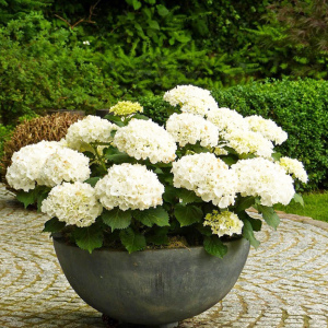 How to care for hydrangea