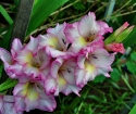 Gladiolus - when digging out and how to store