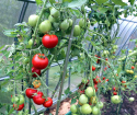 Як піклуватися про помідори в теплиці