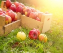 Πώς να κρατήσετε τα μήλα για το χειμώνα φρέσκο