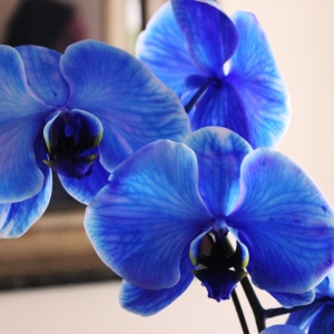 How to care for phalaenopsis