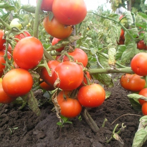 Estoque fotografia tomates abaixados para solo aberto sem fumegante
