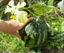 Wie Wassermelonen auf Setzlinge pflanzen