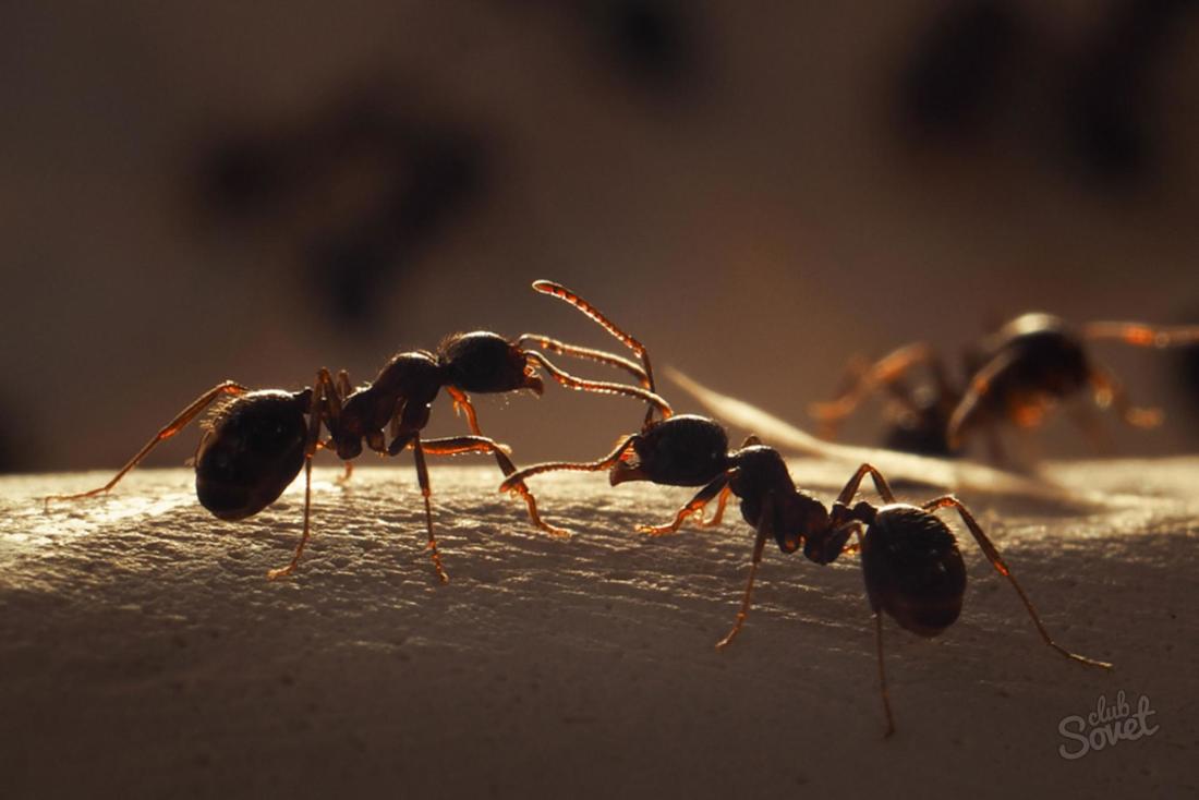 Comment se débarrasser des fourmis dans un appartement?
