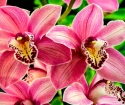 Wie man Orchidee anpflanzen