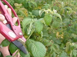 How to cut raspberry on autumn
