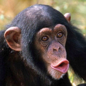 Фото к чему снятся обезьяны?