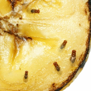 Stock Foto Mushshushi Drosophila, jak radzić sobie