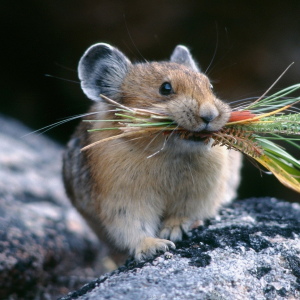 الصورة ما هو الفأر الصغير؟