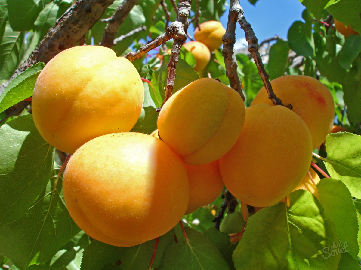 Die Früchte der_abrikos