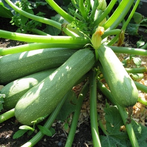 Hur man planterar zucchini
