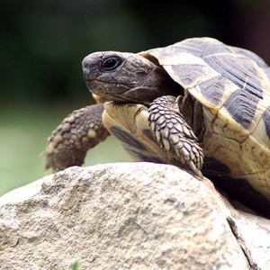Photo Comment déterminer la tortue de sol