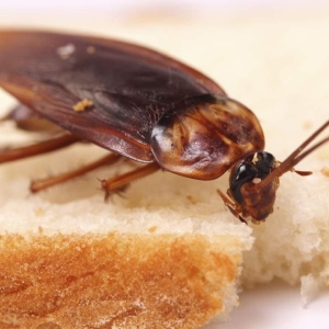 Как да донесете хлебарки от апартамента