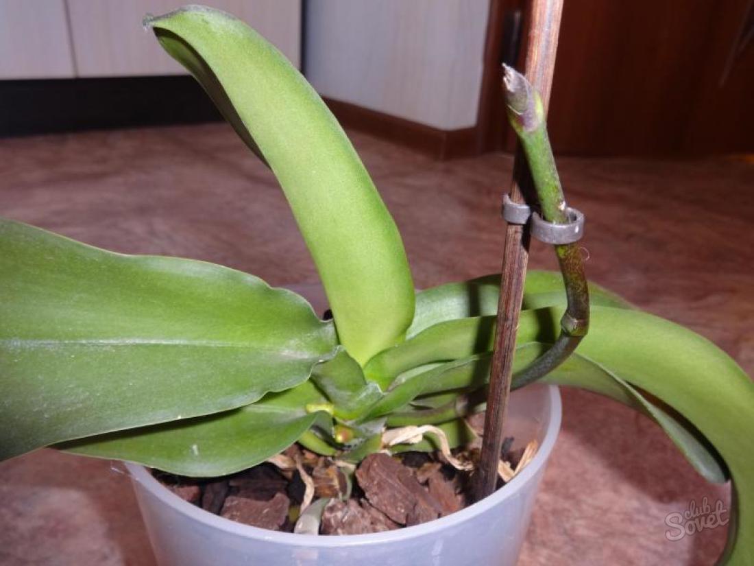 Hogyan üljön le orchidea baba