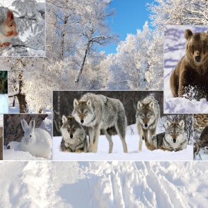 Bilder som djur förbereder sig för vinter