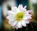 How to make a cactus blossom