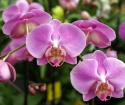 Почему орхидея не цветет?