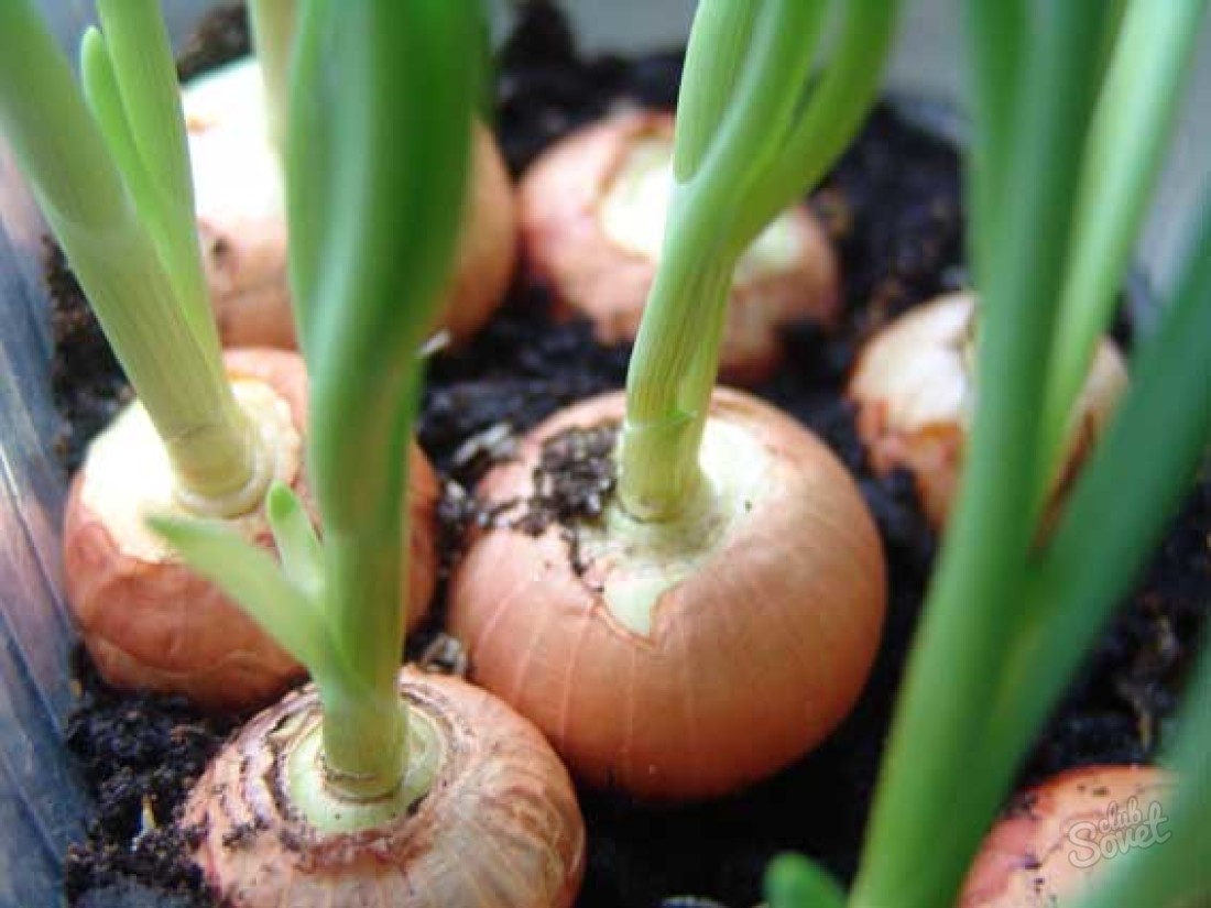 Jak sadzić cebulę na zieleni