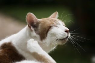 Wie man Flöhe in einer Katze zu Hause entfernen kann