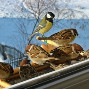 Как зимой помочь птицам