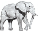 Cara menggambar gajah