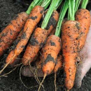 Як обрізати морква на зберігання