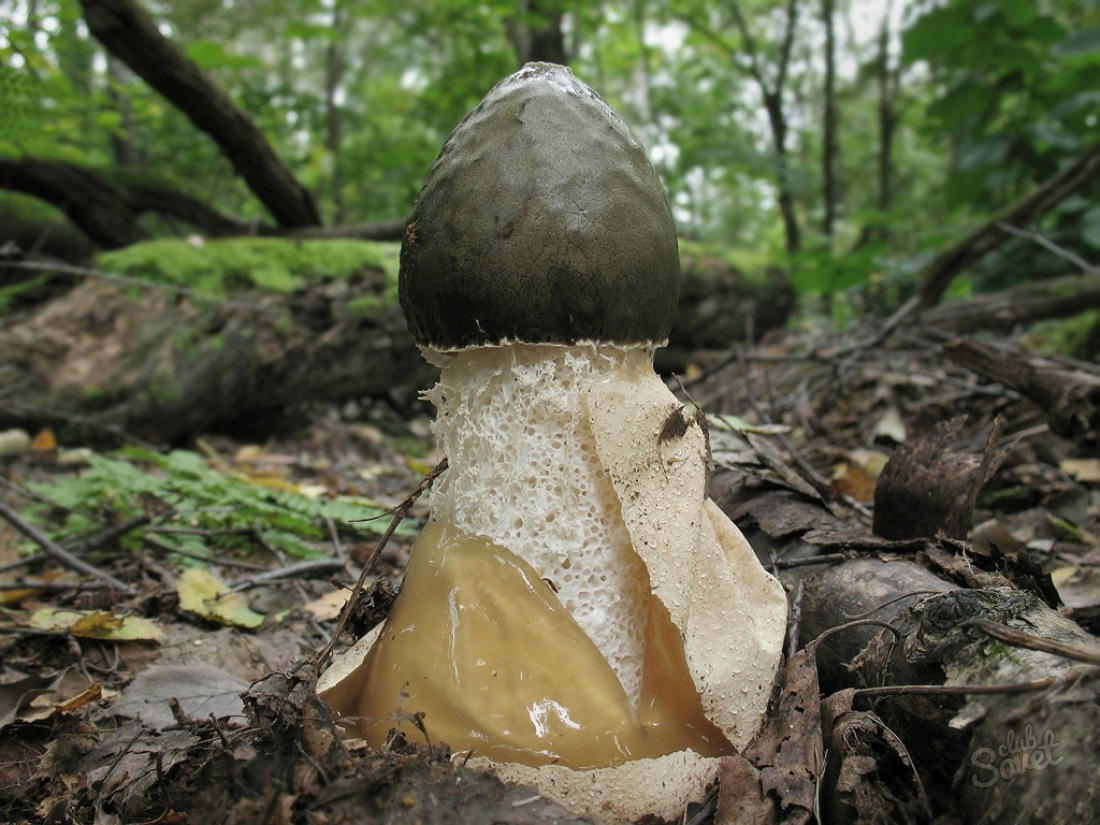 Mushroom Месел - Медицински имоти, как да се вземат