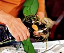 Wie man Phalaenopsis transplantiert