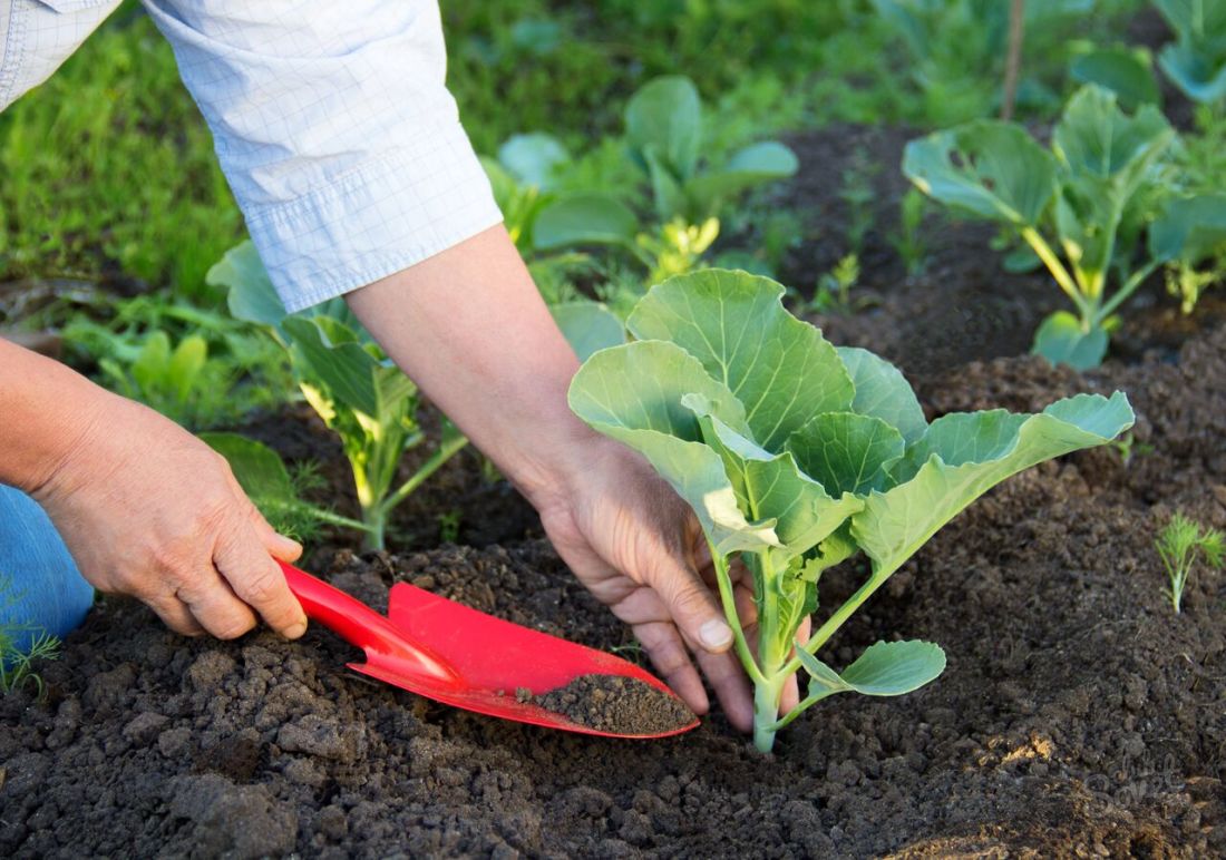 Τι να ταΐσει το λάχανο μετά την αποβίβασή τους στο έδαφος;